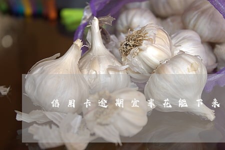 信用卡逾期宜享花能下来吗 信用卡逾期宜享花能下来吗