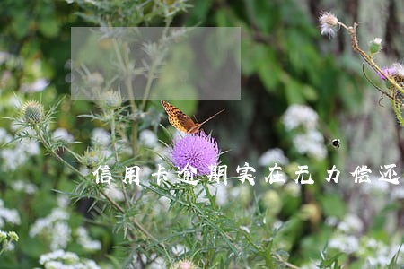 信用卡逾期实在无力偿还上海 信用卡逾期实在无力偿还上海
