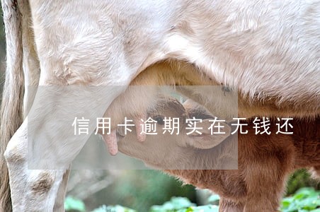 信用卡逾期实在无钱还