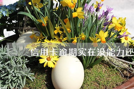 信用卡逾期实在没能力还了