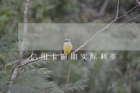 信用卡逾期实际利率 信用卡逾期实际利率