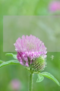 信用卡逾期实际本金怎么算