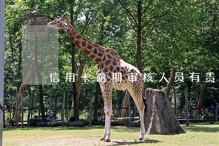 信用卡逾期审核人员有责任吗
