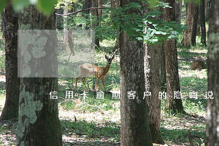 信用卡逾期客户的隐晦说法