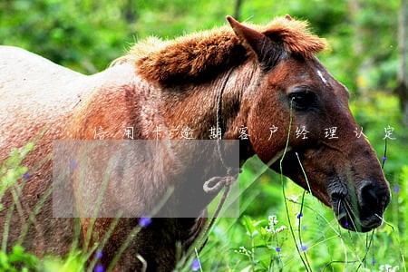 信用卡逾期客户经理认定 信用卡逾期客户经理认定