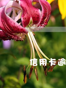 信用卡逾期客户要求减免分期 信用卡逾期客户要求减免分期