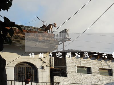 信用卡逾期客服一天要打几个电话 信用卡逾期客服一天要打几个电话