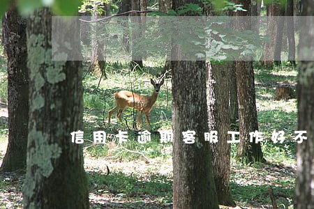 信用卡逾期客服工作好不好 信用卡逾期客服工作好不好