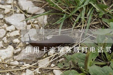 信用卡逾期客服打电话骂人 信用卡逾期客服打电话骂人
