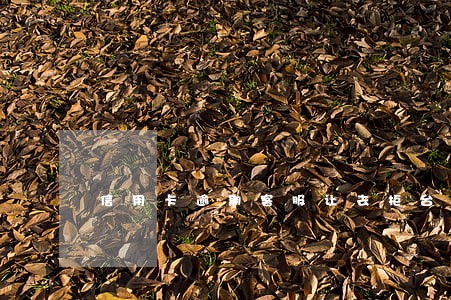 信用卡逾期客服让去柜台还款