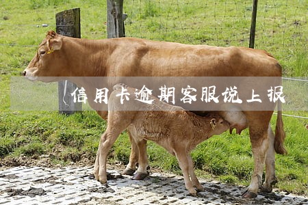 信用卡逾期客服说上报