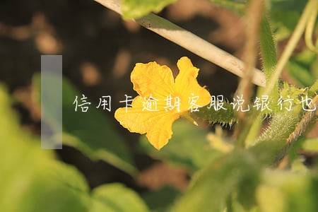 信用卡逾期客服说银行也是受害者 信用卡逾期客服说银行也是受害者