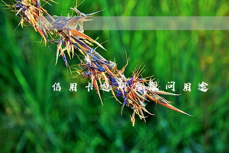 信用卡逾期客服问用途 信用卡逾期客服问用途