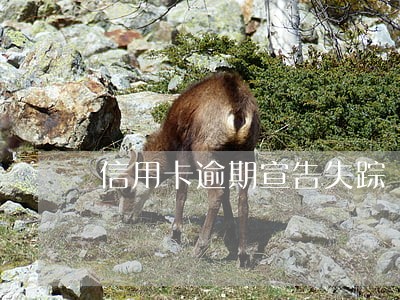信用卡逾期宣告失踪 信用卡逾期宣告失踪
