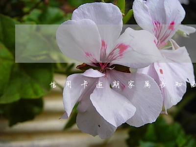 信用卡逾期家属告知函 信用卡逾期家属告知函