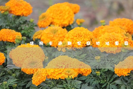 信用卡逾期家庭地址重要吗 信用卡逾期家庭地址重要吗