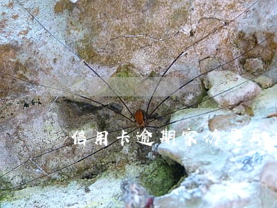 信用卡逾期家访是真去吗 信用卡逾期家访是真去吗