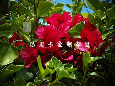 信用卡逾期家里