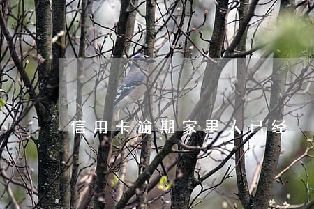 信用卡逾期家里人已经