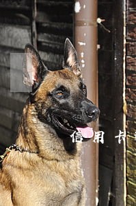 信用卡逾期寄什么到户籍地 信用卡逾期寄什么到户籍地