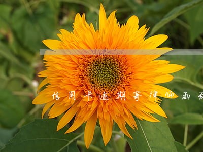 信用卡逾期寄律师函到家里面 信用卡逾期寄律师函到家里面