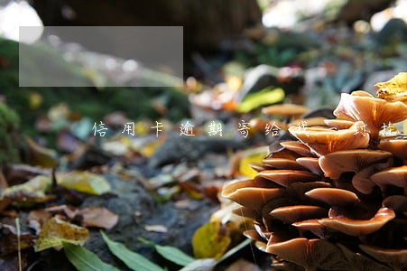 信用卡逾期寄给我一封挂号信 信用卡逾期寄给我一封挂号信