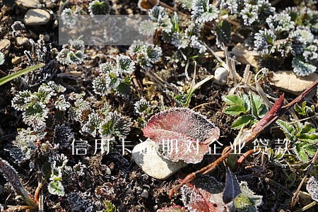 信用卡逾期对企业贷款 信用卡逾期对企业贷款