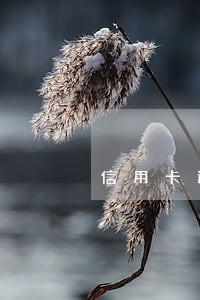 信用卡逾期对借款有什么影响 信用卡逾期对借款有什么影响