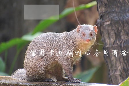 信用卡逾期对公务员有啥影响