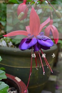 信用卡逾期对公务员有影响吗