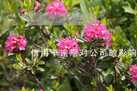 信用卡逾期对公司的影响 信用卡逾期对公司的影响