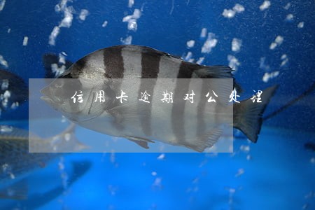 信用卡逾期对公处理