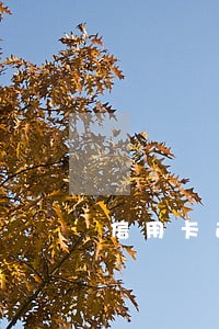 信用卡逾期对公账号还款靠谱吗 信用卡逾期对公账号还款靠谱吗