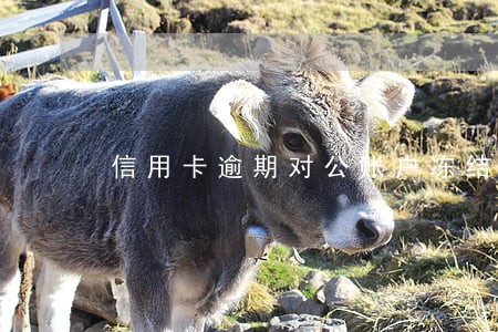信用卡逾期对公账户冻结 信用卡逾期对公账户冻结
