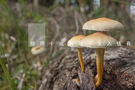 信用卡逾期对子女入伍有影响吗