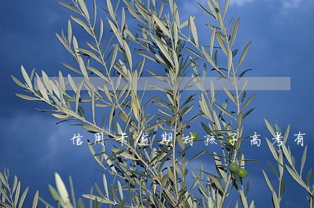 信用卡逾期对孩子高考有影响吗 信用卡逾期对孩子高考有影响吗
