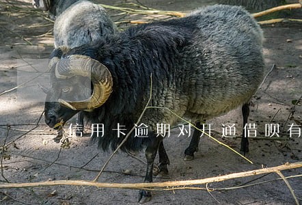 信用卡逾期对开通借呗有影响吗 信用卡逾期对开通借呗有影响吗