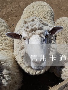 信用卡逾期对征信有问题 信用卡逾期对征信有问题