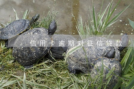 信用卡逾期对征信贷款 信用卡逾期对征信贷款