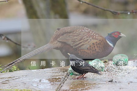 信用卡逾期对拆迁款有影响吗 信用卡逾期对拆迁款有影响吗
