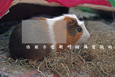 信用卡逾期对按揭贷款的影响 信用卡逾期对按揭贷款的影响