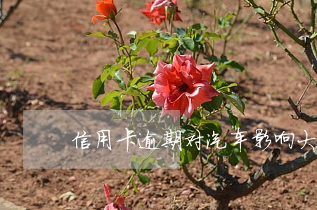 信用卡逾期对汽车影响大吗 信用卡逾期对汽车影响大吗