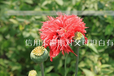 信用卡逾期对父母坦白有影响吗 信用卡逾期对父母坦白有影响吗