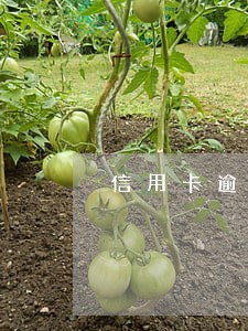 信用卡逾期对社会的影响 信用卡逾期对社会的影响