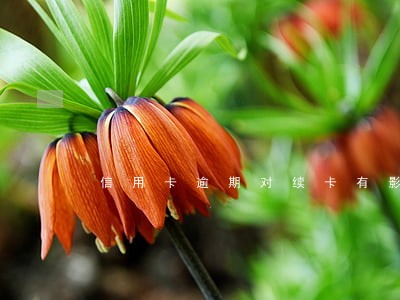 信用卡逾期对续卡有影响吗