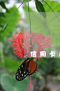 信用卡逾期对考事业单位有影响没 信用卡逾期对考事业单位有影响没