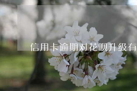 信用卡逾期对花呗升级有影响吗 信用卡逾期对花呗升级有影响吗