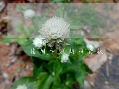 信用卡逾期对贷款