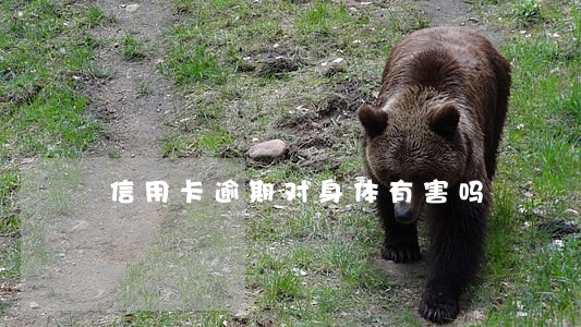 信用卡逾期对身体有害吗 信用卡逾期对身体有害吗