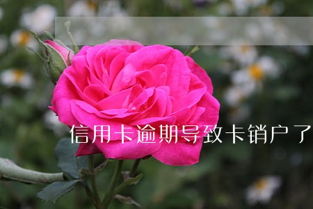 信用卡逾期导致卡销户了 信用卡逾期导致卡销户了